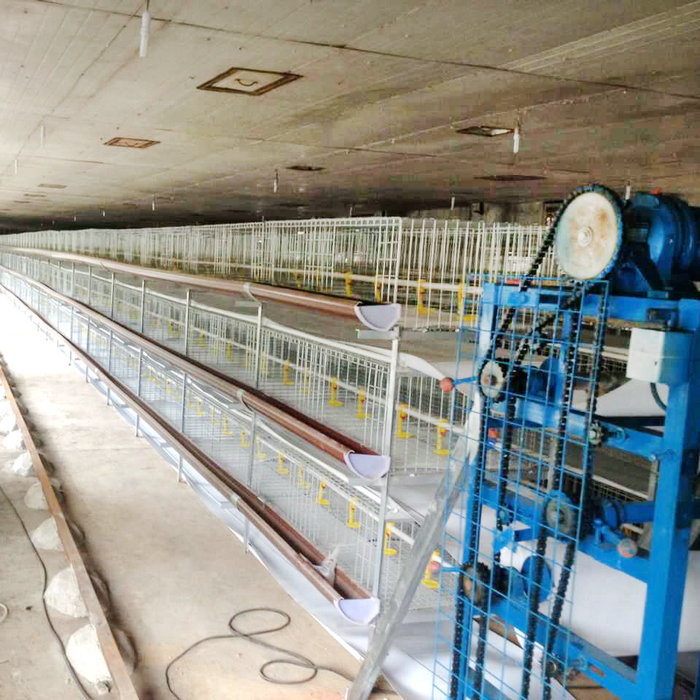 肉雞全自動清糞機 (4).jpg