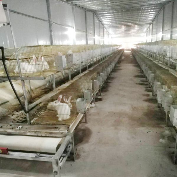 兔用自動清糞機